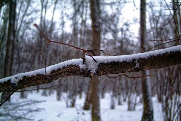 莫斯科森林里多云的冬日 — 图库照片