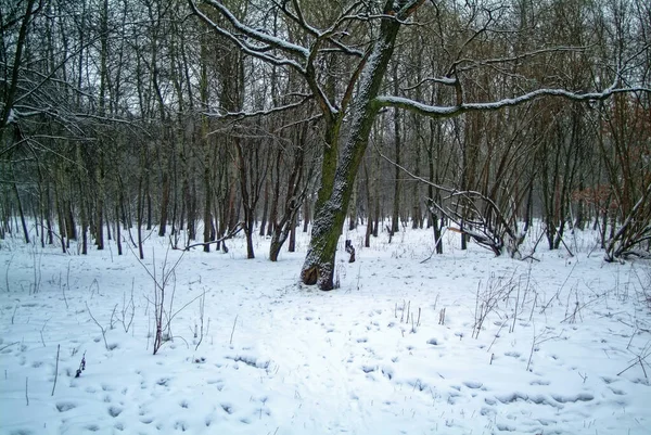 Хмарний Зимовий День Лісі Москва — стокове фото