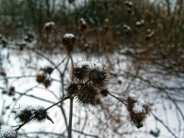 Spine Sui Cespugli Inverno Mosca — Foto Stock