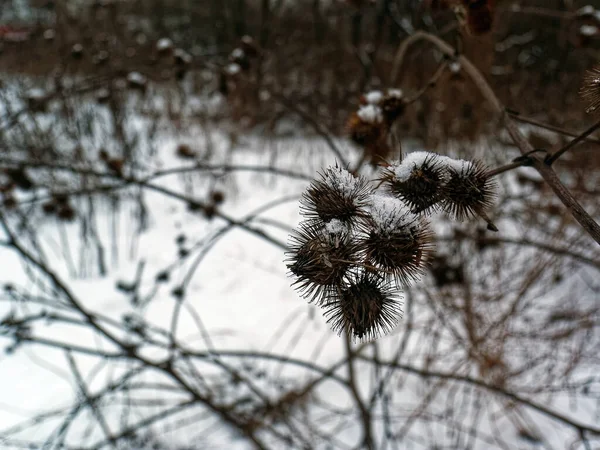 Les Épines Sur Les Buissons Hiver Moscou — Photo