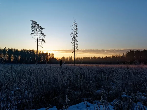 Grama Congelada Campo Uma Manhã Inverno Região Moscou — Fotografia de Stock