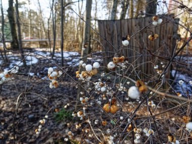 Beyaz böğürtlenler kışın bir çalıda, Moskova