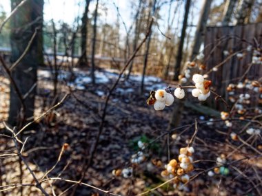 Beyaz böğürtlenler kışın bir çalıda, Moskova