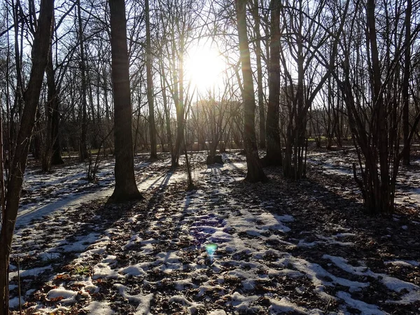 Weinig Sneeuw Een Heldere Winterdag Het Bos Moskou — Stockfoto