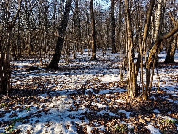 Weinig Sneeuw Een Heldere Winterdag Het Bos Moskou — Stockfoto