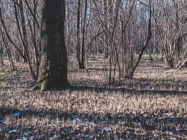 Lite Snö Klar Vinterdag Skogen Moskva — Stockfoto