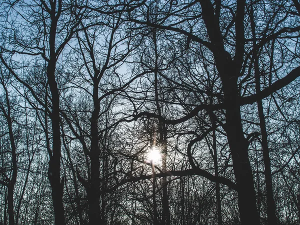 Kışın gökyüzüne karşı çıplak ağaçlar, Moskova