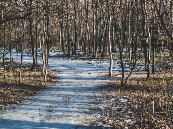 Lite Snö Klar Vinterdag Skogen Moskva — Stockfoto