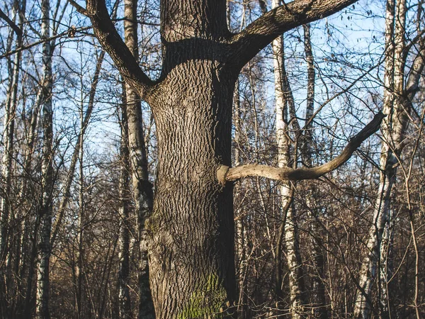 Bar Träd Vintern Mot Himlen Moskva — Stockfoto