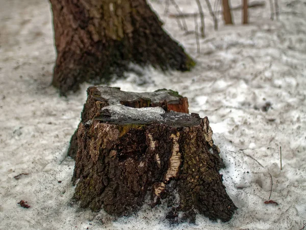 Stary Kikut Lesie Pod Śniegiem Moskwa — Zdjęcie stockowe