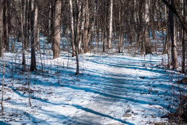 Moskova 'da kışın ormanda bir patikada ayak izleri