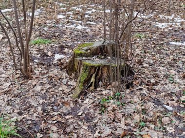 Moskova 'da kışın ormanda yaşlı bir kütük.