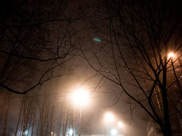 Boomtakken Het Licht Van Een Lantaarn Nachts Winter Moskou — Stockfoto