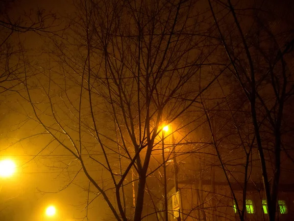 Branches Arbres Lumière Une Lanterne Nuit Hiver Moscou — Photo