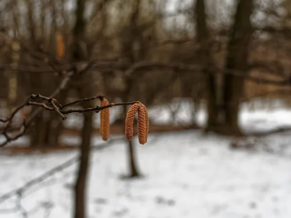 Los Amentos Con Las Semillas Rama Bosque Invierno Moscú —  Fotos de Stock