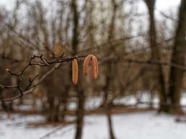 Кексы Семенами Ветке Лесу Зимой Москва — стоковое фото
