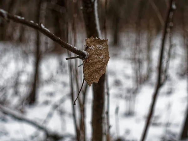 Feuille Sèche Sur Une Branche Hiver Moscou — Photo