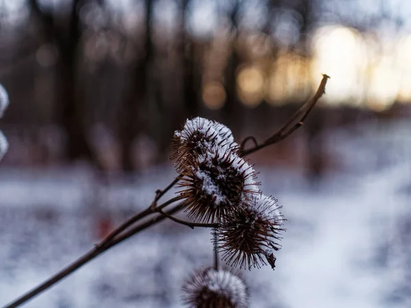 Thorns Bushes Winter Moscow — Stock Photo, Image