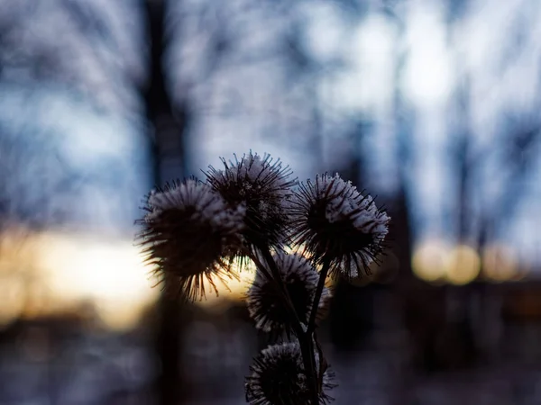 Las Espinas Los Arbustos Invierno Moscú —  Fotos de Stock