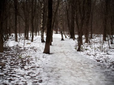 Moskova 'da, ormanda kış yolu