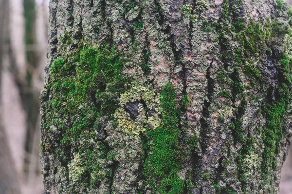 Zielony Mech Drzewie Lesie Zimą Moskwa — Zdjęcie stockowe