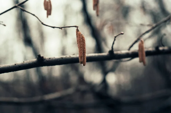 Catkins Σπόρους Ένα Κλαδί Στο Δάσος Χειμώνα Μόσχα — Φωτογραφία Αρχείου