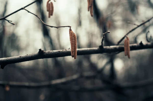 Catkins Σπόρους Ένα Κλαδί Στο Δάσος Χειμώνα Μόσχα — Φωτογραφία Αρχείου