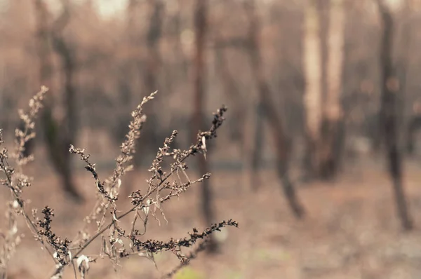 Herbe Sèche Dans Forêt Hiver Moscou — Photo