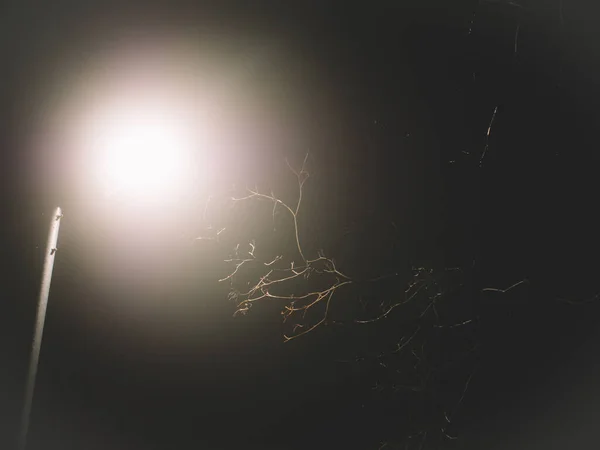 Ramos Árvore Luz Uma Lanterna Noite Inverno Moscou — Fotografia de Stock