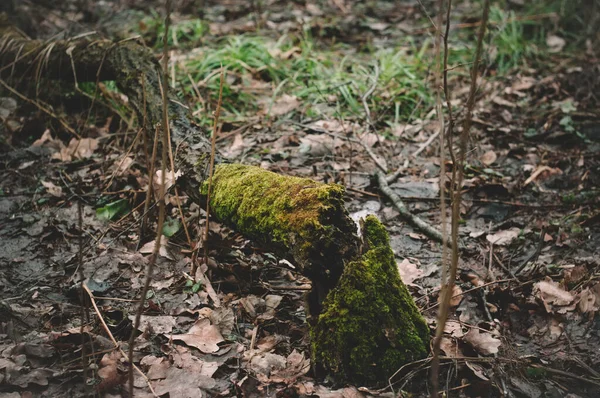 Зелений мох на пні в лісі — стокове фото