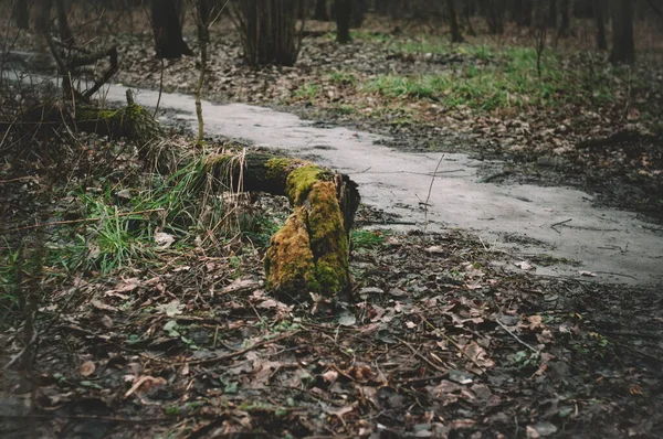 Zelený mech na pařezu v lese — Stock fotografie