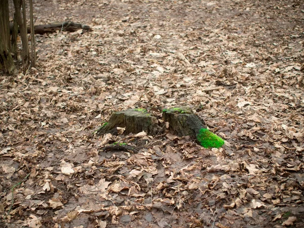 Zöld moha egy fatönkön az erdőben — Stock Fotó