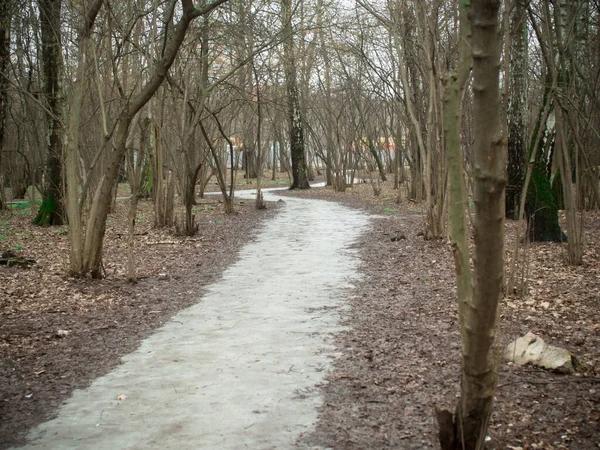 Un camino en el bosque en invierno, Moscú —  Fotos de Stock