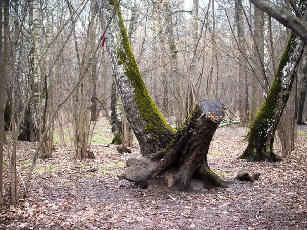 Mousse verte sur une souche dans les bois — Photo