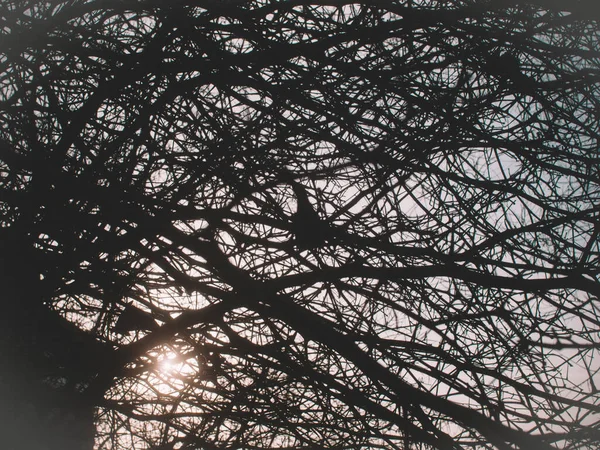 Gołe gałęzie krzewu zimą — Zdjęcie stockowe