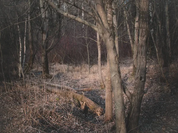 Nahé stromy v lese bez sněhu v zimě — Stock fotografie