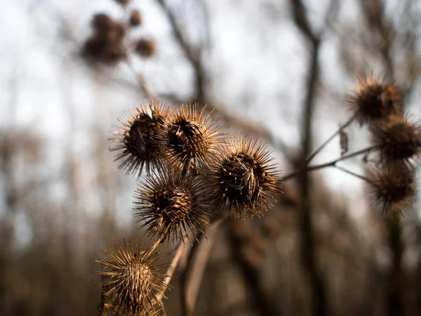 Barbs on the bushes in winter — Stock Photo, Image