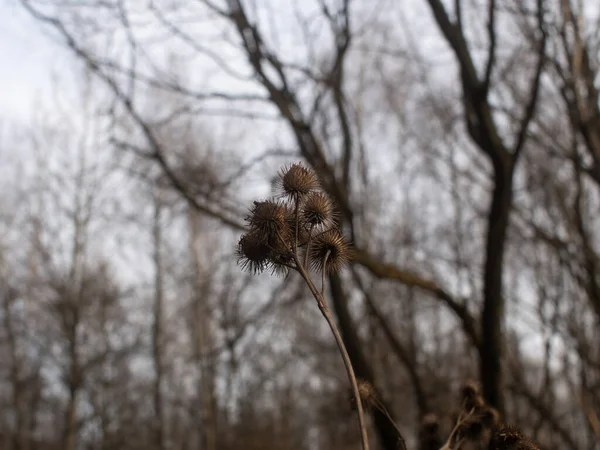 Barbes sur les buissons en hiver — Photo