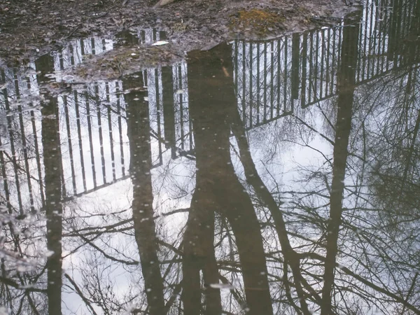 Отражение деревьев в большой луже весной — стоковое фото