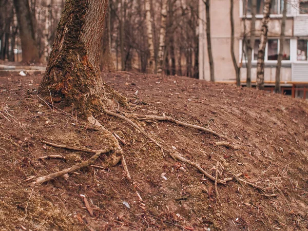 Racines d'un vieil arbre dans la rue au printemps Images De Stock Libres De Droits