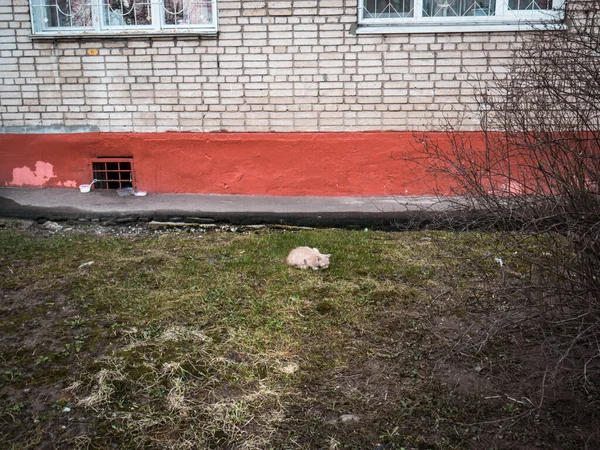 Hubené kočky na dvoře domu na jaře — Stock fotografie