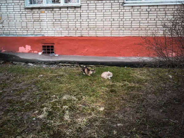 Sovány macskák az udvaron a ház tavasszal — Stock Fotó
