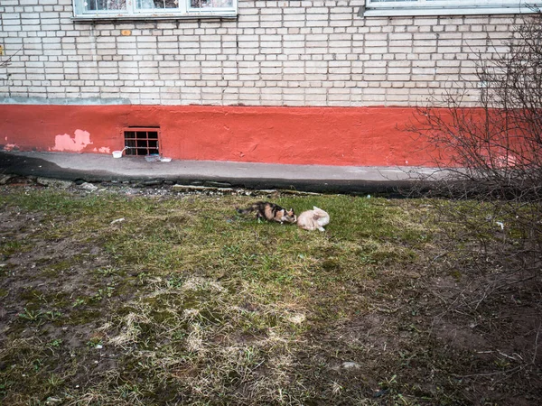 Gatos flacos en el patio de la casa en primavera — Foto de Stock