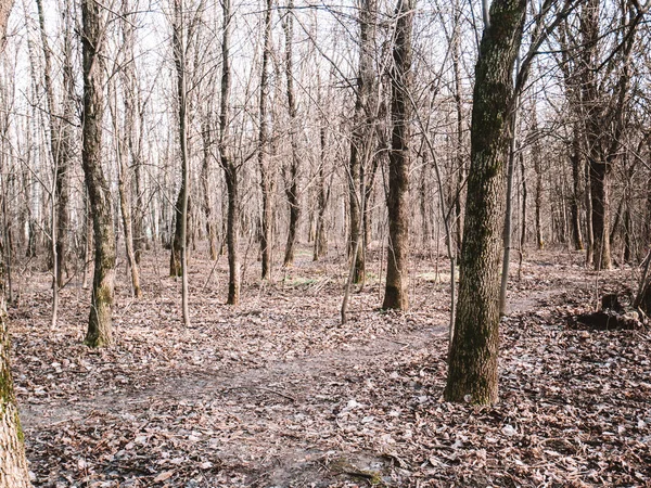 Árvores nuas na floresta no início da primavera — Fotografia de Stock