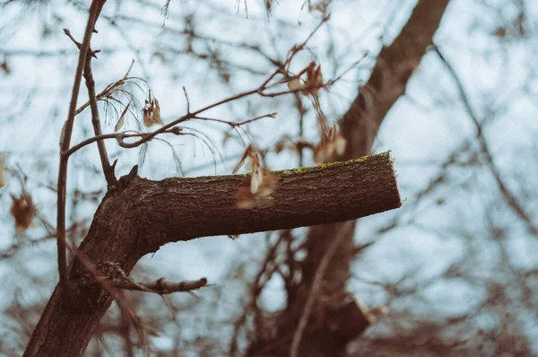 Scie Tronçonneuse Branche Arbre Ressort — Photo