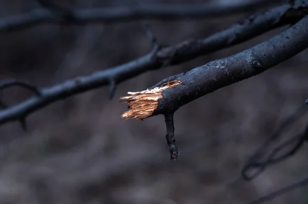 Řezaná větev stromu — Stock fotografie