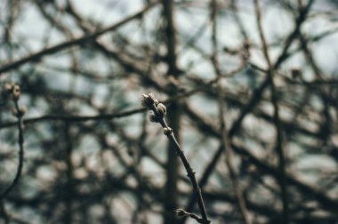 Kışın bir dalda böbrekler, Moskova