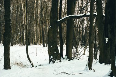 Moskova, Güneşli Orman 'da Kış Günü