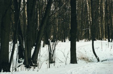 Moskova, Güneşli Orman 'da Kış Günü