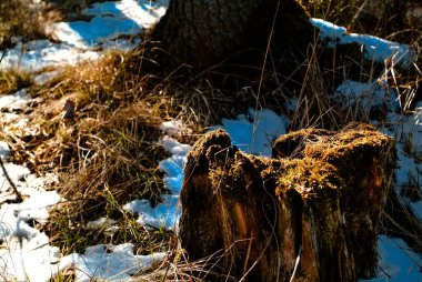 Rusya 'da bahar ağaçlarının gölgesinde kar kalıntıları